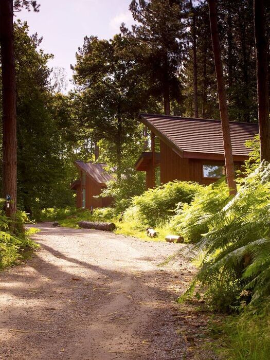 CONSTRUCTION IN FOREST LOCATIONS